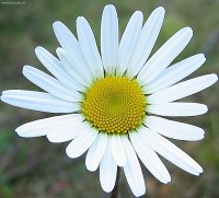 /album/fotogaleria/kvietok-jpg/