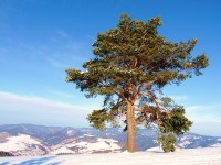 /album/fotogaleria/p1020130-jpg/